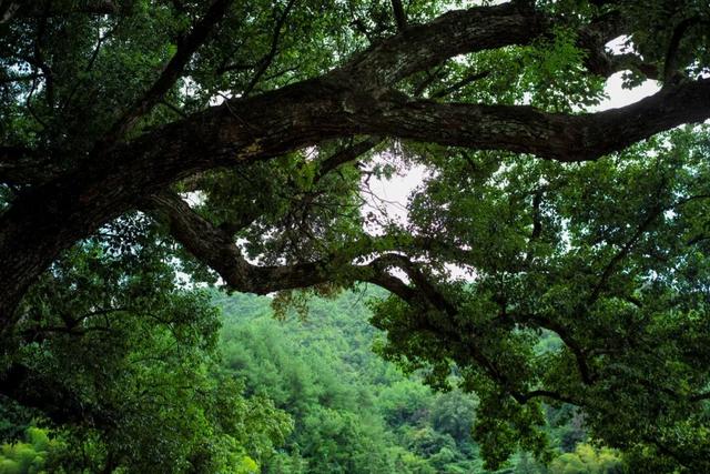 逛古村，喝咖啡，高端的度假就是这么朴实无华