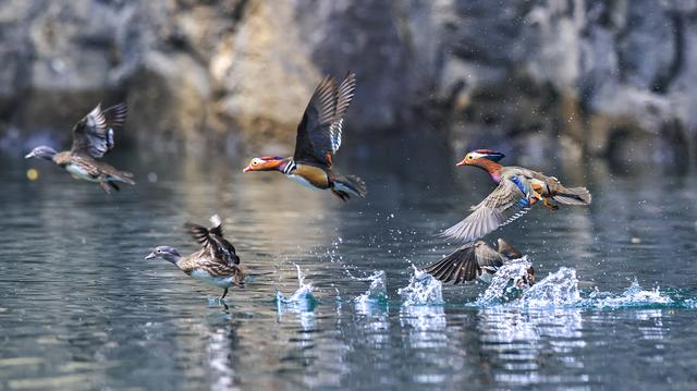 贵州铜仁：天生桥大峡谷迎来越冬鸳鸯