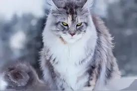 铲屎官必知：猫咪绝育与不绝育的天壤之别！图片