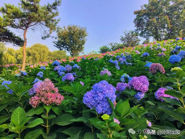 大连最美花海，中国园艺界标杆，十一假期就去这里赏花