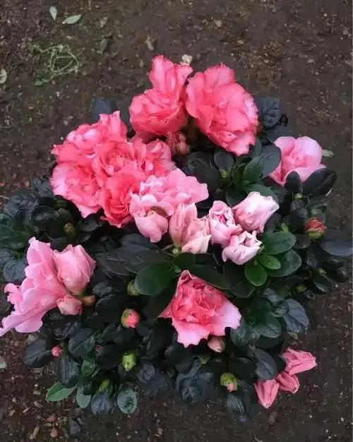 养花二十多年，吐槽好看难养、新手慎入的6大＂颜值杀手＂