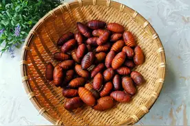 蚕蛹怎样做好吃？教你最佳的3道做法，补充蛋白质，一个抵3个鸡蛋图片