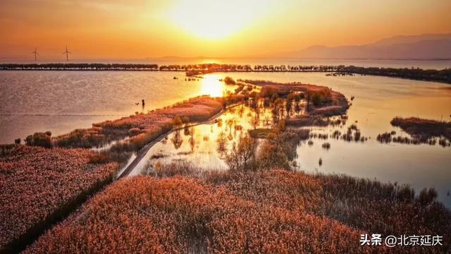 延庆的金色浪漫，就在——