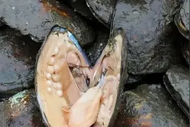 什么都吃的中国人，为啥对肉多的河蚌难下嘴？它到底有虫还是有毒图片