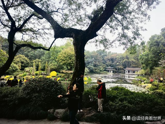 杭州植物园的菊花展——一场关于菊花的饕餮盛宴（一）