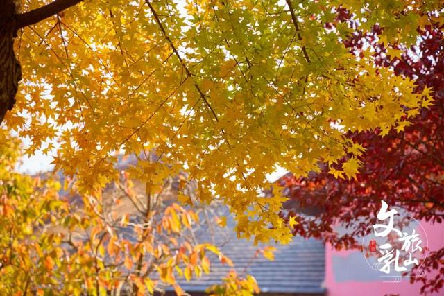 当秋风吻过乳山：一场关于色彩与治愈的漫步指南