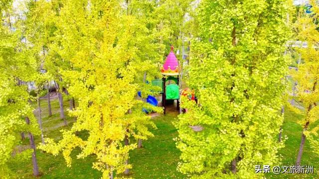 别去日本了！新洲的“同款”风景，美得更懂你