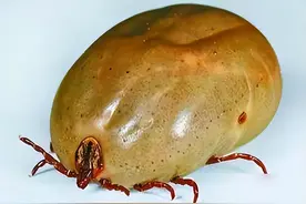 比毒蛇更可怕！轻松钻入体内吸血，严重可会致命图片