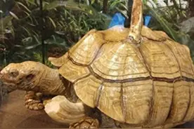 20张令人毛骨悚然的生物照：陆龟带着河马的断齿，又活了十五年图片