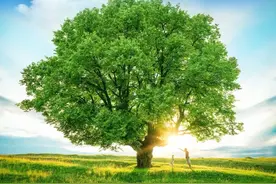 穷通宝鉴，论甲木图片