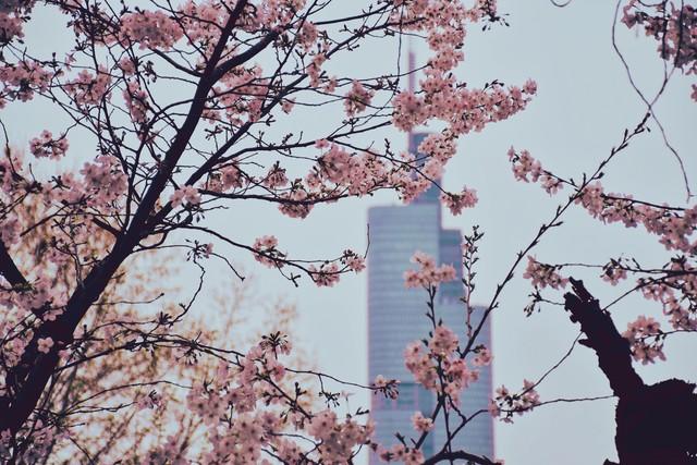 清明最适合去的20个地方大合集，从江南烟雨到塞外杏花，一次看够