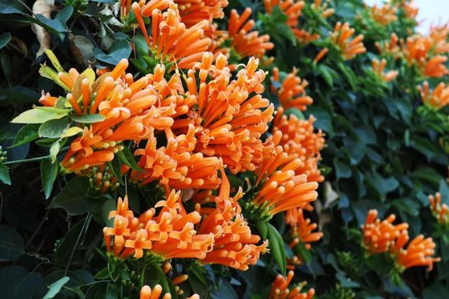 限定美景！桥南古街这片“橙红瀑布”藏不住了