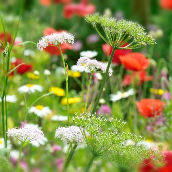 头条爆文《夫妻最好的相处：不是搭伙过日子，而是并肩闯人间》