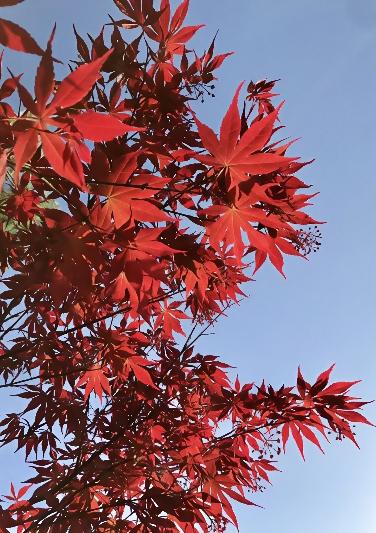 冰城飘雪，姑苏枫红，填满我的冬日时光～