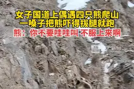 “干啥呢你们四个？”4头棕熊偶遇e型女子秒变i熊图片