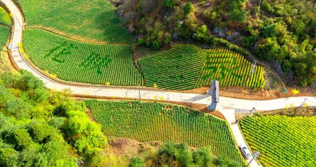 万亩花海迎宾客！第三届“诗韵大河·金色花海”农文旅推介暨促消费活动预告来啦～