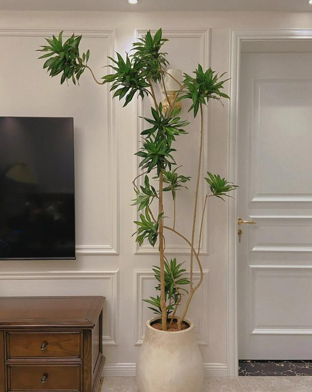 客厅见树，十有九富！“9种树”放在客厅，个顶个的吉祥，大气