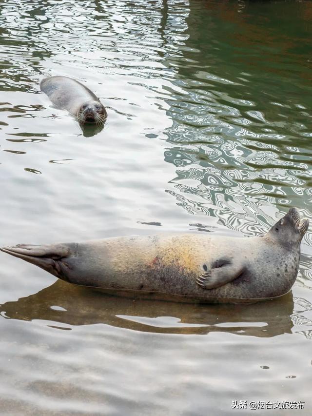 【乐游烟台】今天！可爱“豹”击来喽🦭