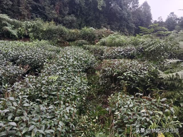 和老人相处是一个修炼的过程，阴天湿漉漉的我还是把茶树修剪完了