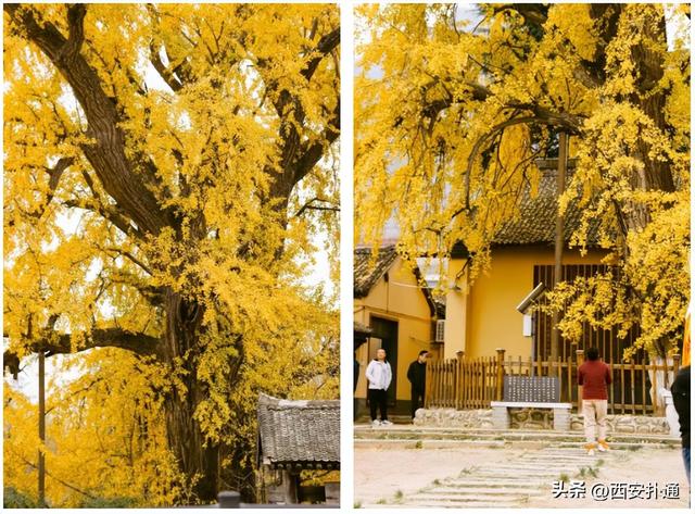 古观音禅寺谢幕？这里的千年银杏，才是最后的隐藏彩蛋！