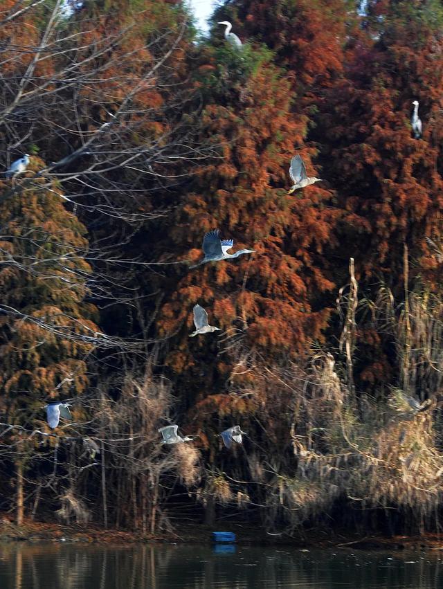 最近林子里长满了苏州人