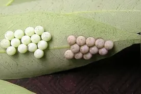 头皮发麻，最近很多人家中突然出现！紧急提醒图片