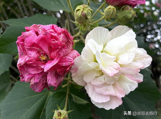 成都市区最美芙蓉花，王者风范，植物迷宫更是惊艳，不要门票！