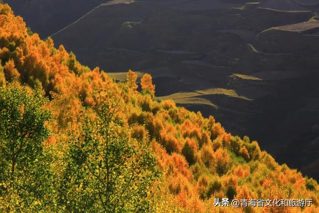 西宁,把秋天藏进了这些地方...