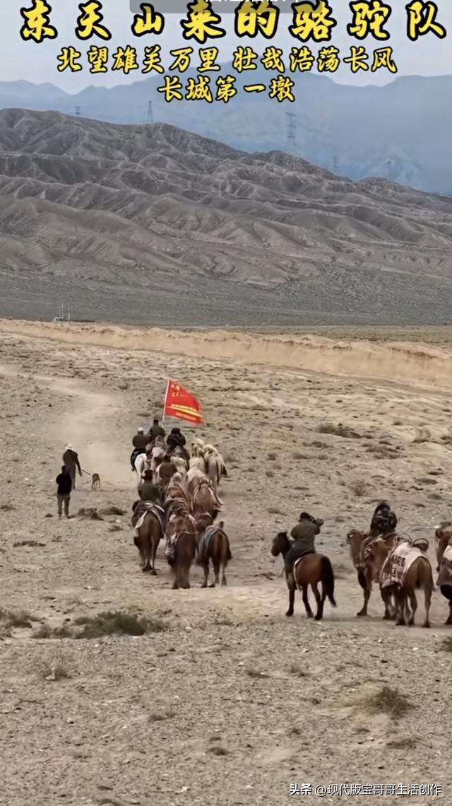 东天山来的骆驼队