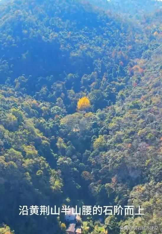 最大1600岁!黄石这几棵银杏王 你都打卡了吗?