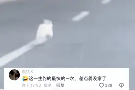 小狗不慎从车上掉落，4条腿跑成风火轮图片