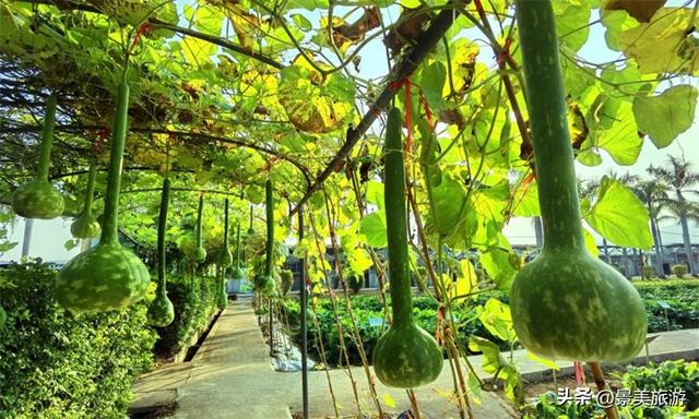 三星增辉南山月，三马拉动秋冬游，三水南山上演不落幕的文旅盛宴