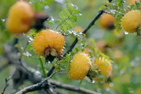 中国特色山野美食《刺梨》图片