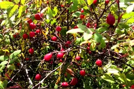 大山里的野果“刺玫果”图片