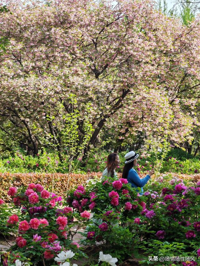 身为洛阳人，年年去牡丹园看花