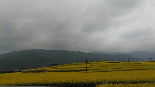 带着孙女去旅行（168）罗平油菜花海游