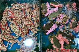 又鲜又肥！南宁“开春海鲜”大量上市图片