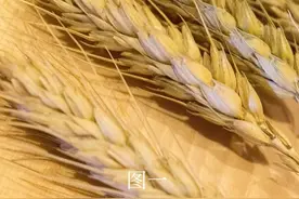 五谷杂粮是哪五谷？图片
