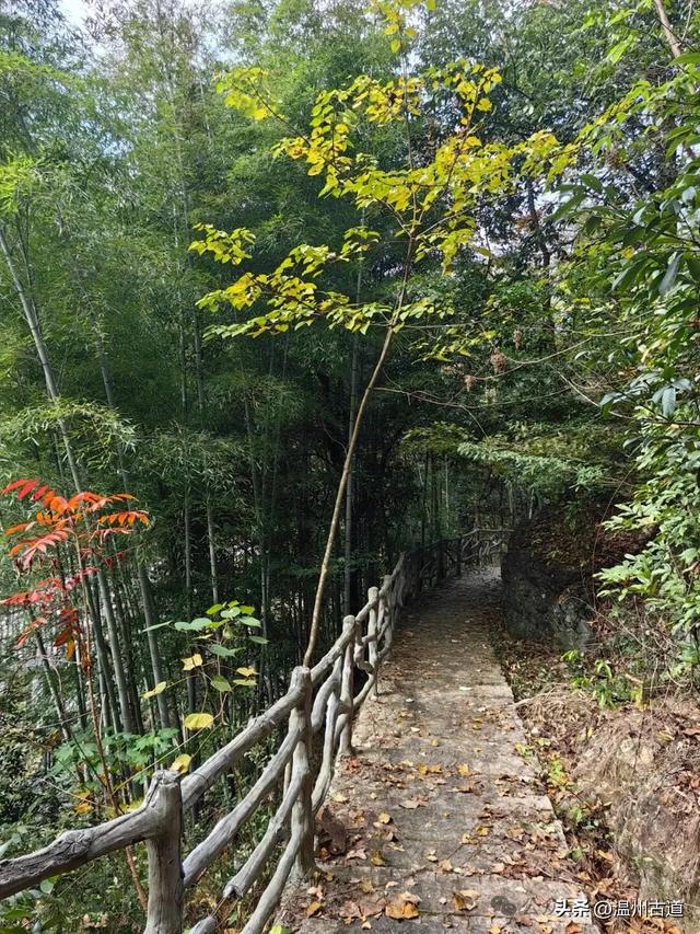 温州这两条知名红枫古道已经红啦！周末是最佳观赏期，不要错过！