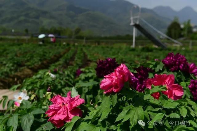 美得逆天！绵竹这里400亩牡丹已成花海，免费......
