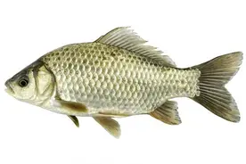 作为钓鱼人，我国就九大鲫鱼种类，你知道多少，钓到过几种？图片