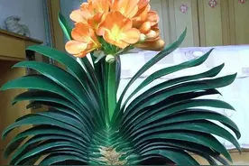 风靡一时的君子兰，为什么不“香”了？原来坑人的“猫腻”太多了图片