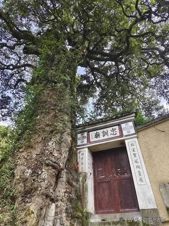 古道古宅藏尽浙南乡土烟火诗意，温州这个小众古村等你来打卡！