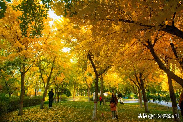 银杏季，一场不用预约的金色盛宴！