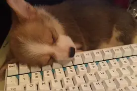 狗狗心脏病不是没办法，这样让他到15岁！图片