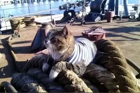 航母上老鼠泛滥咋办？美国养猫没用，中国“笨办法”最治本图片