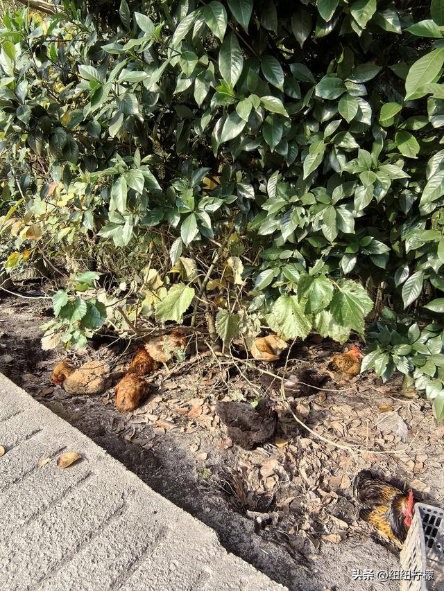 户外徒步之挑战缙云九峰，从健身梯道到狮子峰，走了四小时