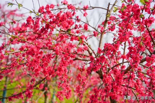 “乡”遇奉贤·南桥镇篇丨一站式乐园解锁新玩法，快来探秘当代“桃花源”吧！
