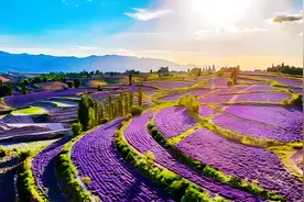 新疆漫心忘忧谷获评自治区研学旅游基地——薰衣草山谷打造沉浸式知识乐园图片