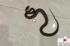 监控曝光！女子刚出电梯就被毒蛇咬伤，“黑血往外冒”，丈夫上演“教科书式”操作图片